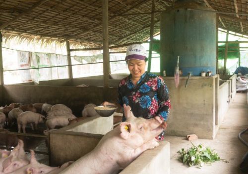 Bến Tre: Kết quả bước đầu mô hình chăn nuôi lợn ngoại theo hướng an toàn sinh học