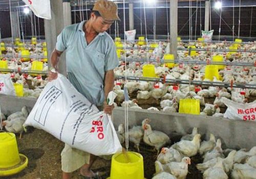 Mang Thít (Vĩnh Long): Chăn nuôi phát triển mạnh