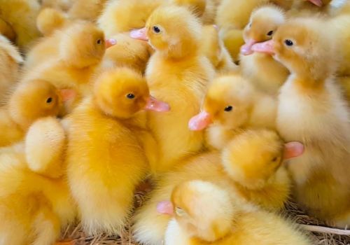 Kĩ thuật nuôi vịt con