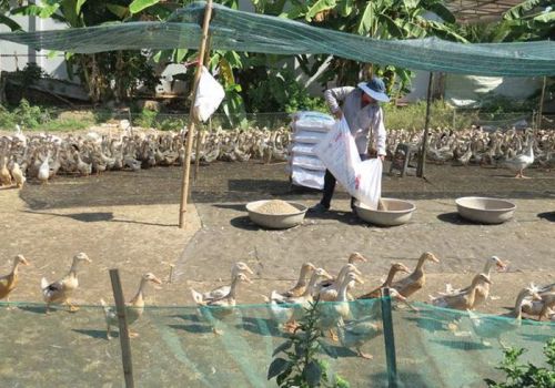 Tập trung các giải pháp đẩy nhanh tốc độ phát triển ngành hàng vịt