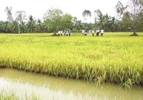 Lúa thơm – Tôm sạch, mô hình thông minh và bền vững