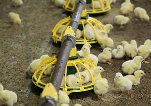 Ba cách để tối ưu hóa chi phí thức ăn trong chăn nuôi gà.