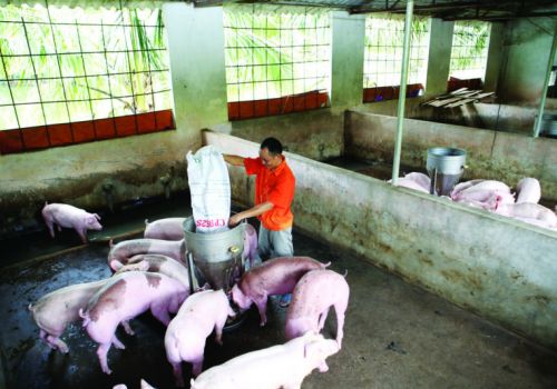 Ngành chăn nuôi 2021: Vượt qua những thách thức chưa từng có