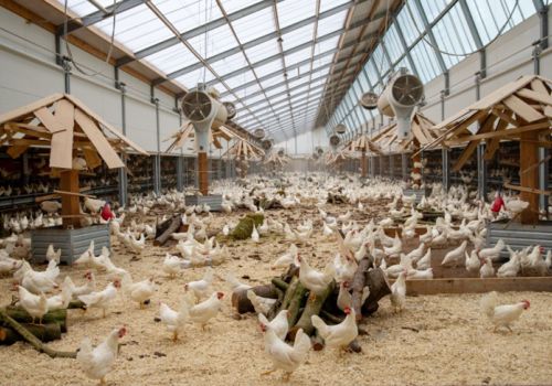 Ngành gia cầm toàn cầu năm 2022: Thích ứng khó khăn, tiếp tục tăng tốc