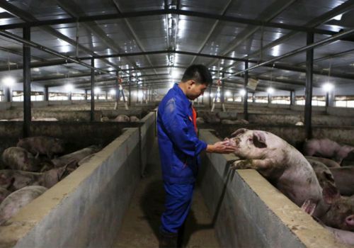 Ngành heo Trung Quốc: Chật vật vượt chu kỳ bong bóng