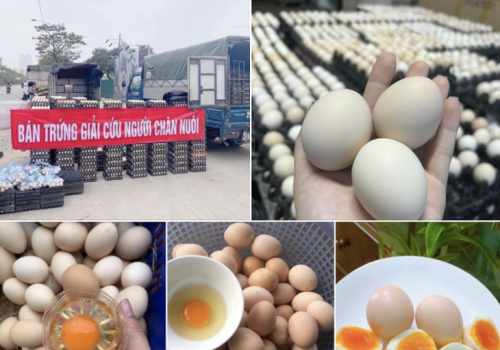Hiệp hội Chăn nuôi gia cầm Việt Nam khuyến cáo: không tiêu thụ trứng gia cầm bày bán dưới danh nghĩa 'giải cứu'