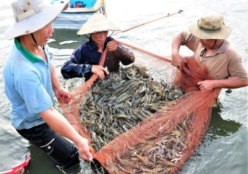 Vụ tôm cuối năm: Mừng, lo đan xen
