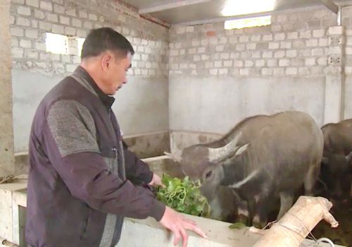 Vĩnh Phúc: Phòng chống đói, rét và dịch bệnh cho đàn vật nuôi ở Tam Đảo