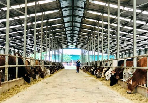 Phát triển mô hình kinh tế tuần hoàn trong chăn nuôi