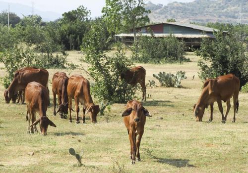 Ninh Thuận dự kiến đầu tư hơn 740 tỷ đồng phát triển ngành chăn nuôi