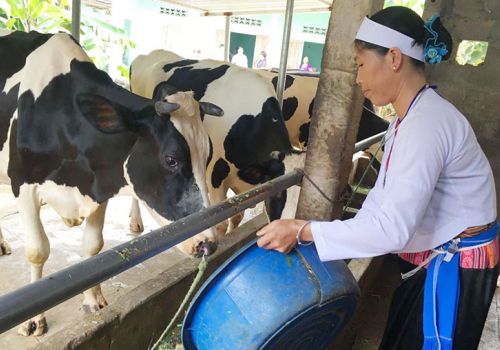 Hà Nội: Tập trung phát triển bò thịt, bò sữa