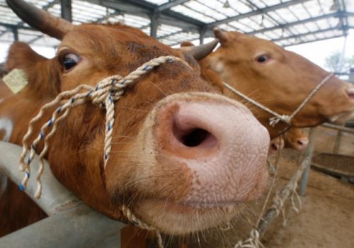 Cục Thú y lên tiếng trước thông tin 2 ca bệnh Bò điên tại Brazil