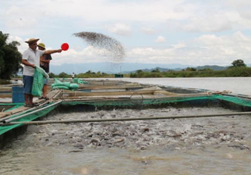 Đắk Lắk: tập trung triển khai thực hiện Đề án phát triển nuôi trồng thủy sản giai đoạn 2021-2025 và định hướng đến năm 2030