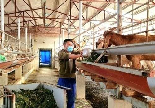 Tín hiệu vui từ nuôi dê sinh sản