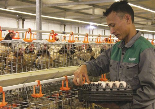 Chăn nuôi gia cầm: Liên kết giảm rủi ro