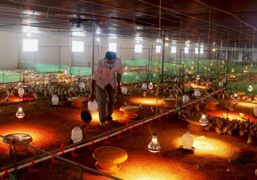 Hiệu quả liên kết chăn nuôi gia cầm theo hình thức gia công