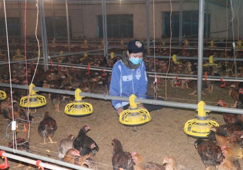 Kế hoạch phát triển chăn nuôi trên địa bàn tỉnh Thanh Hoá năm 2022