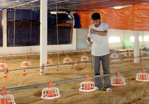 Thanh Hóa: Đẩy mạnh liên kết trong chăn nuôi gia cầm