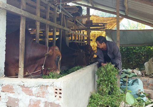 Tuyên Hóa (Quảng Bình): Hướng dẫn nông dân phòng, chống đói, rét cho vật nuôi