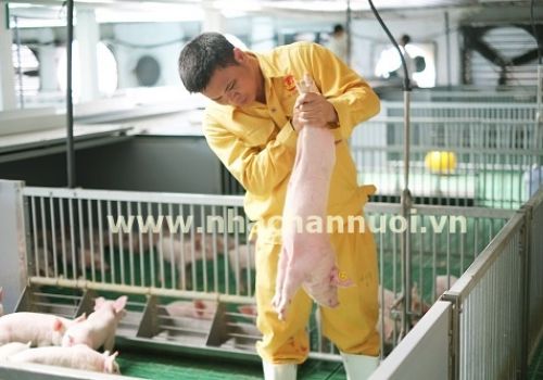 5 giải pháp để đẩy mạnh chăn nuôi ứng dụng công nghệ cao