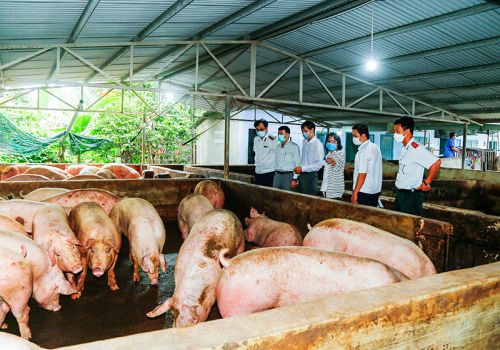 Khánh Hòa: Phát triển chăn nuôi theo hướng bền vững