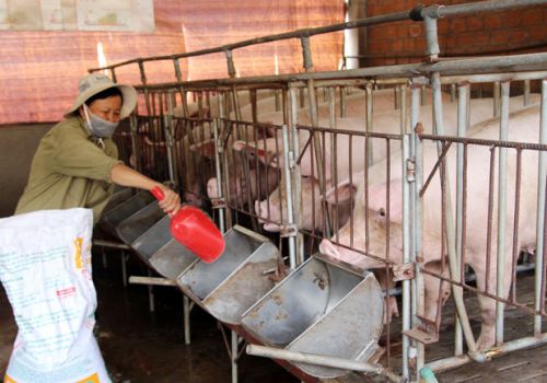 Xây dựng tài liệu chăn nuôi an toàn sinh học cho lợn sinh sản