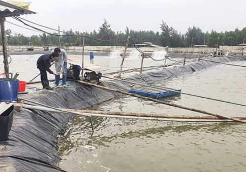 Quảng Trị: Giá tôm đã tăng, kỳ vọng tăng cao vụ cuối năm