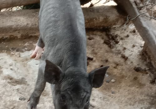 Heo dự án hỗ trợ người dân vùng khó khăn chết hàng loạt