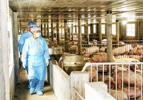 Tiêm phòng dịch bệnh động vật: Hỗ trợ cho cơ sở chăn nuôi nhỏ lẻ ở vùng nguy cơ cao