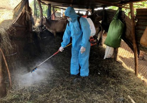 Gia Lai khống chế tốt dịch bệnh trên đàn gia súc