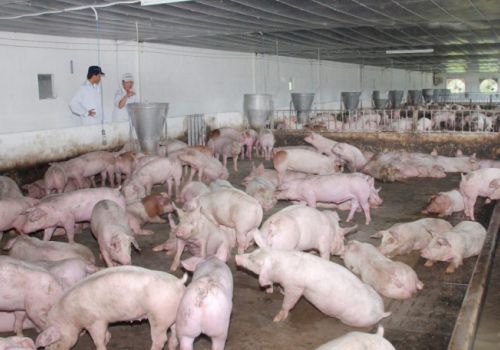 Quản lý chất thải trong lĩnh vực chăn nuôi tại Việt Nam