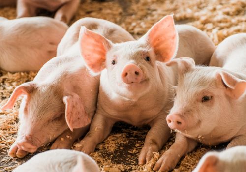 Chăn nuôi động vật khác và đối xử nhân đạo với vật nuôi