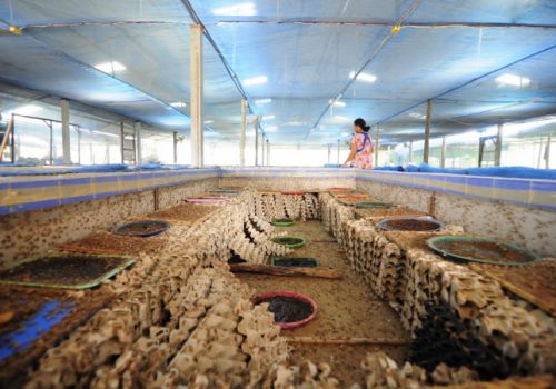 EU cho phép dùng côn trùng làm thức ăn chăn nuôi