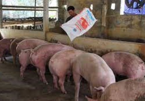 Hải Dương: Tổng đàn lợn thịt, gia cầm đều tăng