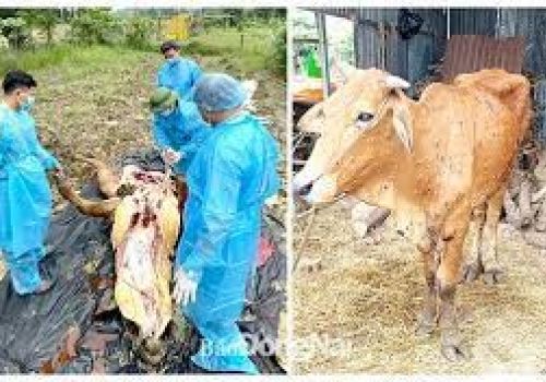Đồng Nai: Hỗ trợ cho hộ chăn nuôi thiệt hại do dịch viêm da nổi cục