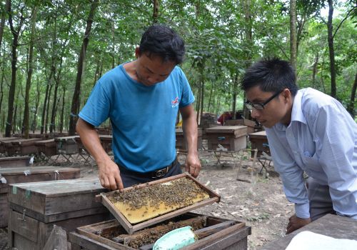 Mật ong Lâm Đồng được ưa chuộng tại thị trường nước ngoài