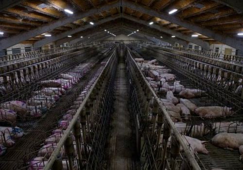 Tây Ban Nha thành nhà sản xuất thịt lợn lớn nhất EU