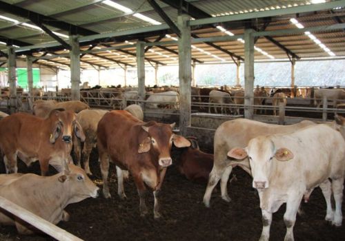 Thị trường gia súc trên thế giới : Dự báo sản lượng phục hồi 1% năm 2022