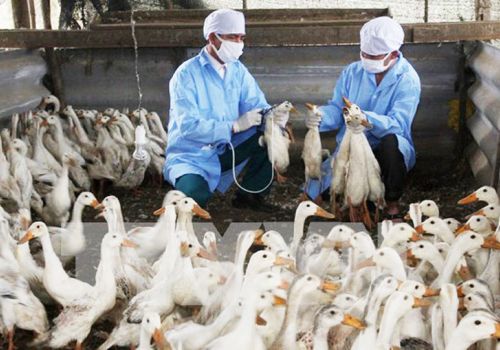 Hà Nội cơ bản kiểm soát được dịch bệnh gia súc, gia cầm