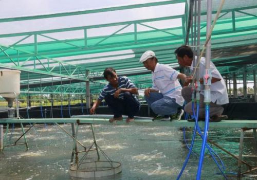 Nông nghiệp Bạc Liêu: Thực hiện đồng bộ các giải pháp phát triển nuôi tôm