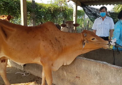 Tiền Giang: Chủ động phòng, chống bệnh trên vật nuôi