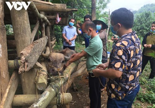 Gia súc mắc bệnh viêm da nổi cục giảm mạnh sau tiêm vaccine