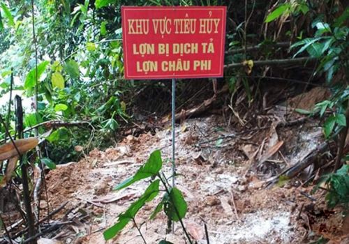 Hà Tĩnh: Vũ Quang tiêu hủy gần 4 tạ gia súc mắc bệnh dịch tả lợn châu Phi