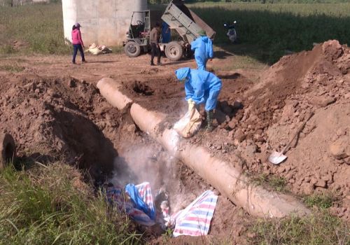 Dịch tả lợn châu Phi gây thiệt hại nặng cho người chăn nuôi ở Hà Nam