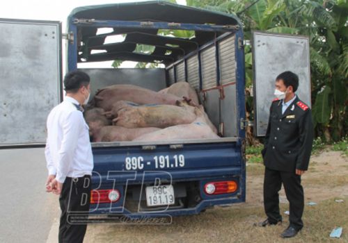 Thái Bình: Bắt giữ xe ô tô chở lợn chết đi tiêu thụ