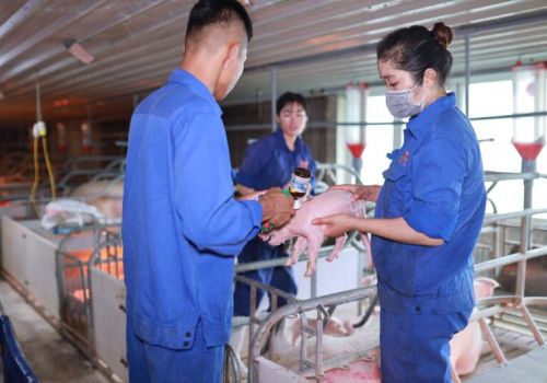 Ngành Thú y năm 2021: Cơ bản kiểm soát tốt dịch bệnh