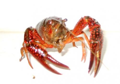 Tôm rồng