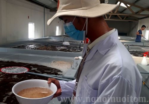 Cách chuyển tôm (sang tôm) an toàn và tôm không bị sốc