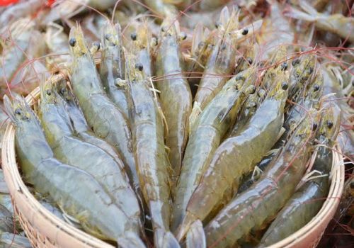 Giá thức ăn thủy sản và chăn nuôi tăng cao khiến doanh nghiệp thêm lao đao