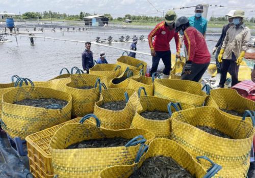 Chuỗi tiêu thụ tôm ở miền Tây đang đứt gãy